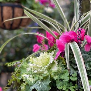 Meet your Posher, Shelby